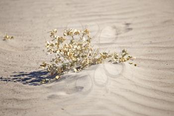 plant in the desert sands
