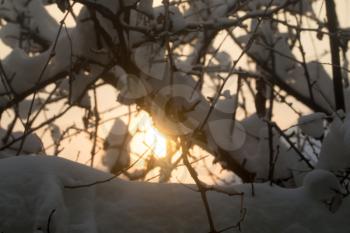 snow on the bare branches of a tree in the dawn sun