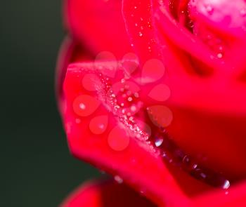 water droplets on a red rose