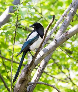 magpie on the tree