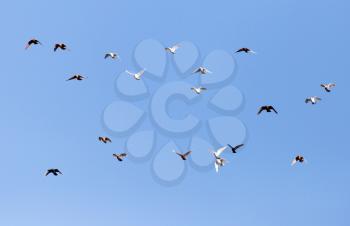Dove in flight against blue sky