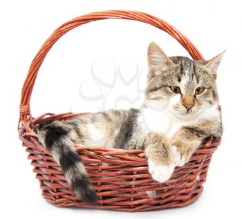 cat in a basket on a white background