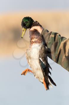 duck in hand on the hunt
