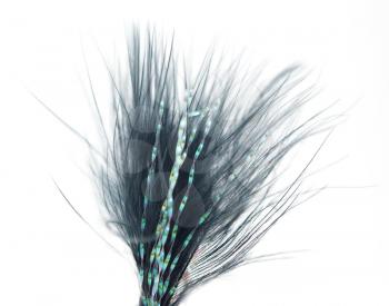beautiful feather on white background. close-up