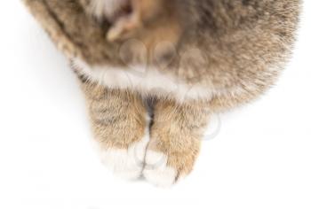 cat paws on a white background