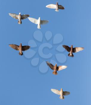 Pigeons on a background of blue sky