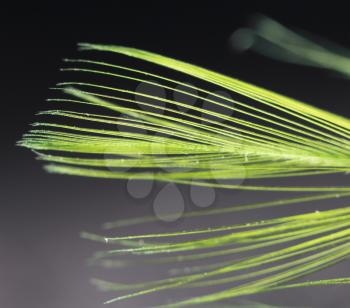 greenish feather on a black background. close-up