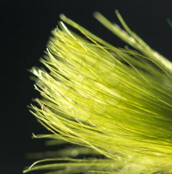 greenish feather on a black background. close-up
