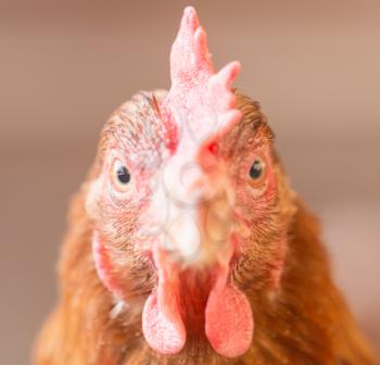 portrait of a chicken farm