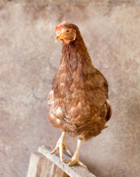 portrait of a chicken farm