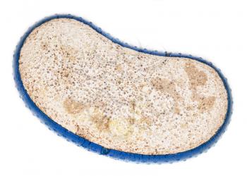 pumice on a white background