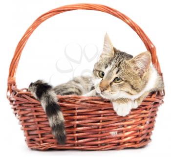 cat in a basket on a white background