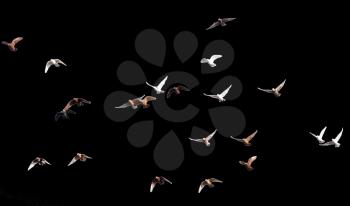 flock of pigeons on a black background