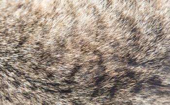Texture of a wool of a cat