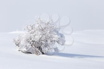 winter tree in nature