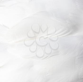 background of white swan feathers