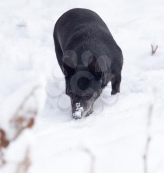 black dog on the white snow