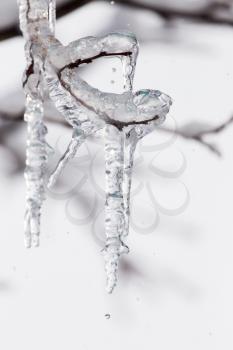 ice with a tree branch