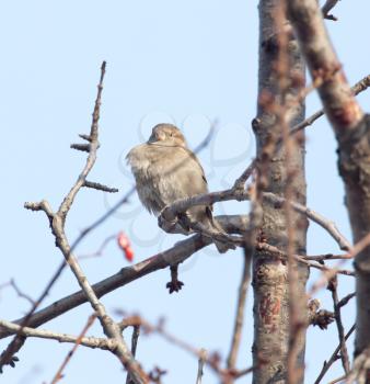 Sparrow on a tree