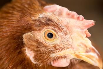 Red Chicken Head Close-Up