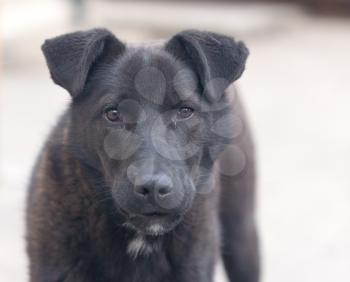 portrait of a black dog