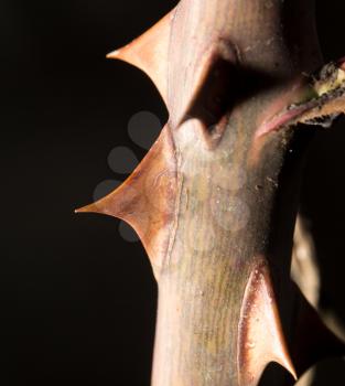 thorns on a branch plant