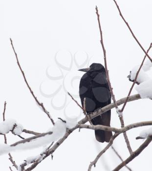 crows on a tree in winter