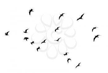 flocks of birds silhouette on a white background