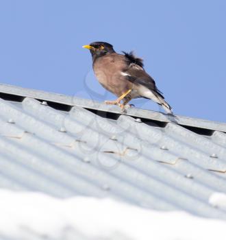 Starling on the roof in winter