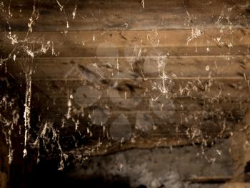 cobwebs in the basement