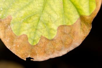 autumn leaf. close-up