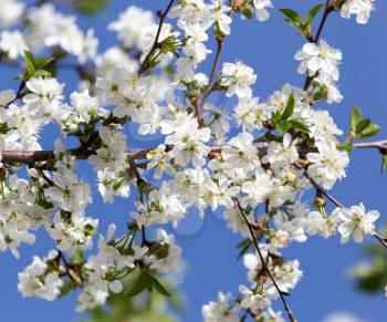 white flowers on a tree against the blue sky