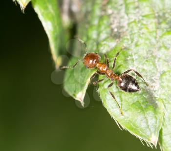 ant on green leaf in nature. close-up