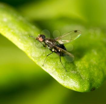 fly on a green leaf in nature. close-up