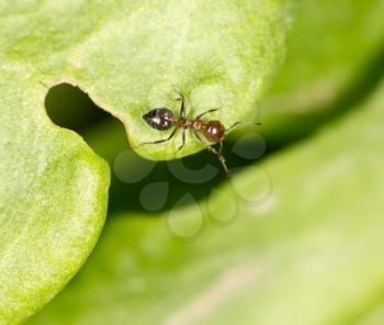 ant in nature. close-up