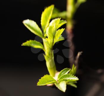 small leaves spring from buds on a black background
