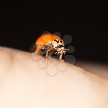 ladybug on the heand, macro