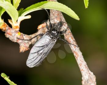 black fly on a tree. close-up