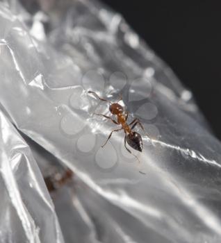 ant on cellophane
