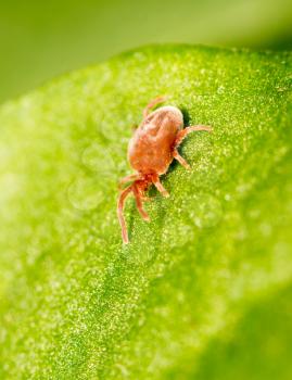 Red bug on a green leaf. close-up