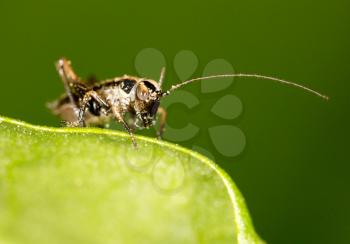 small grasshopper on a green leaf. close-up