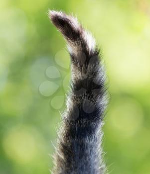 cat's tail in nature