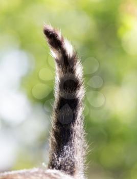 cat's tail in nature
