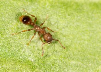 Ant on a green leaf. close