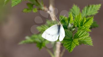 white butterfly on green leaf nature