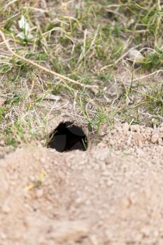 animal burrow in the ground