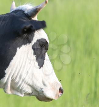 portrait of a cow