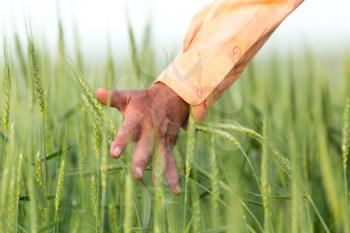 hand on an ear of wheat