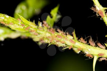 aphids on the plant. close