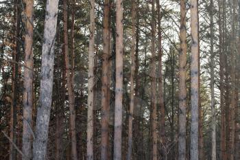 pine trunk